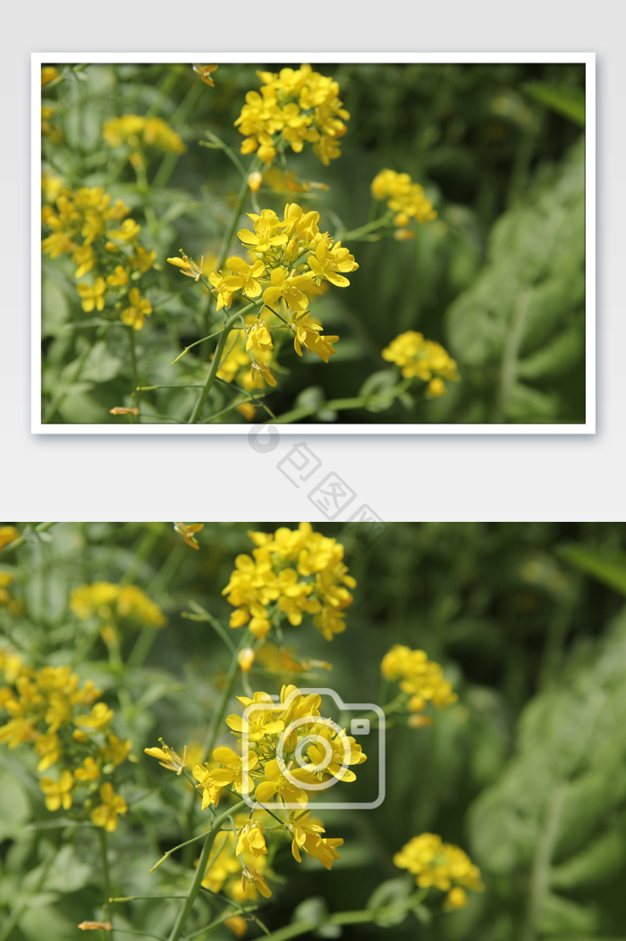 春天油菜花风景照片图片-包图网