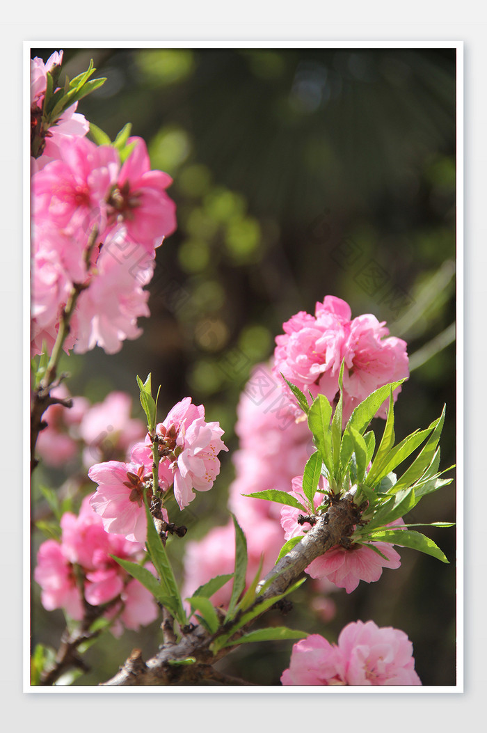 粉红碧桃花春花卉