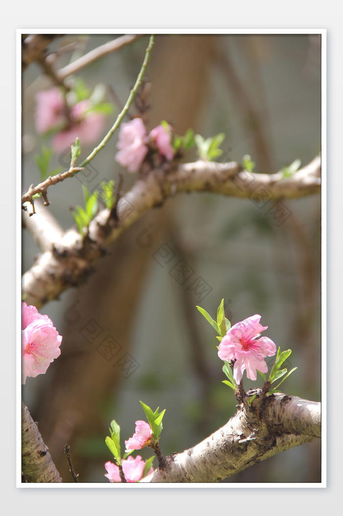 粉红色碧桃桃花春天花卉图片图片