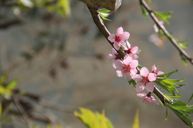 粉红碧桃桃花春花卉