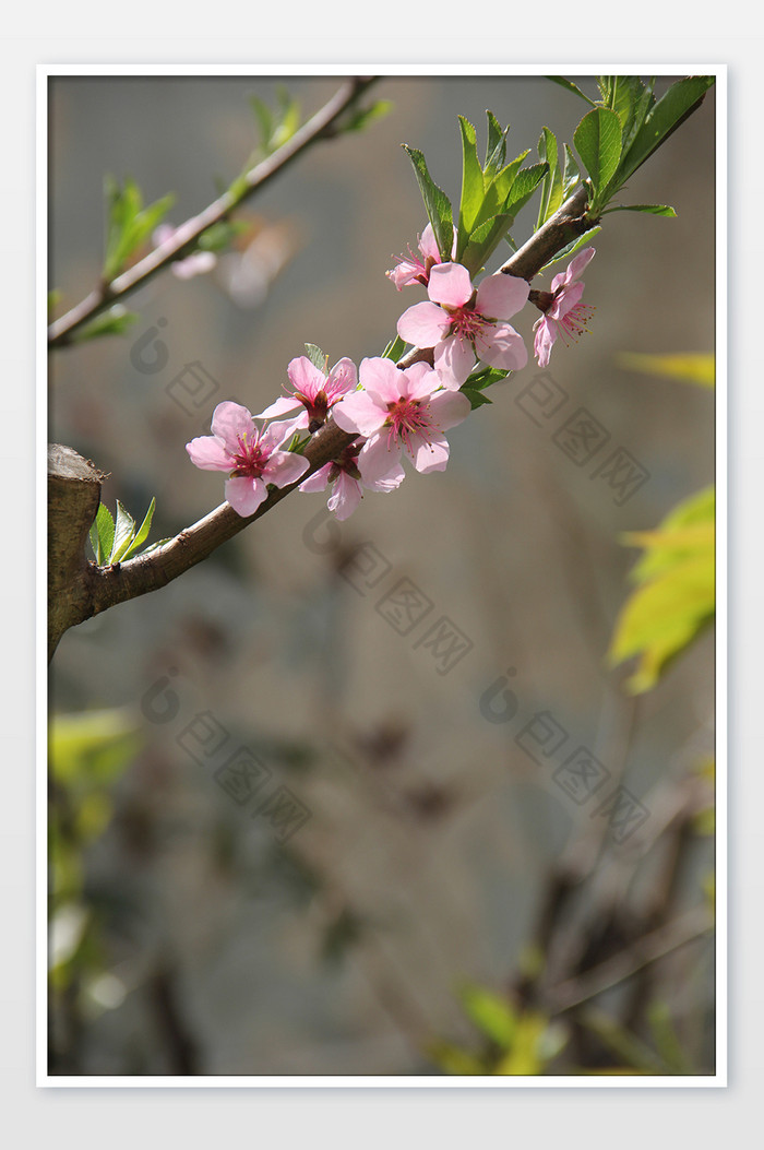 粉红碧桃桃花春花卉图片图片