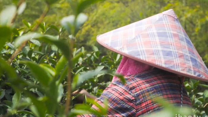 茶农采茶升格慢动作茶叶高清实拍