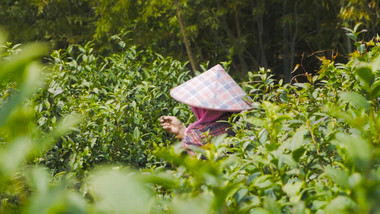 茶园茶叶茶农采茶慢动作高清实拍