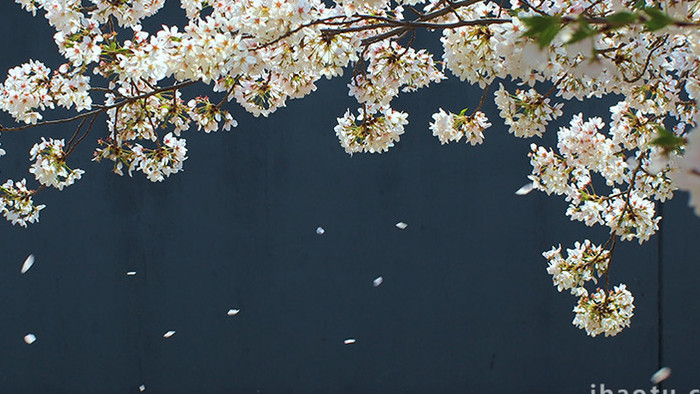 春季唯美治愈樱花雨植物花瓣实拍
