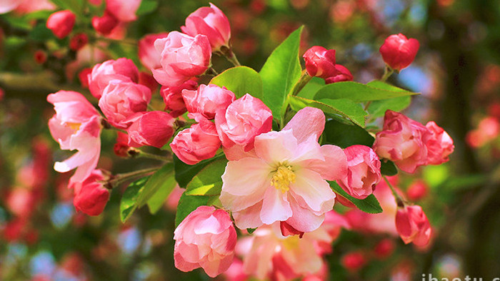 红色西府海棠花开花苞温暖实拍