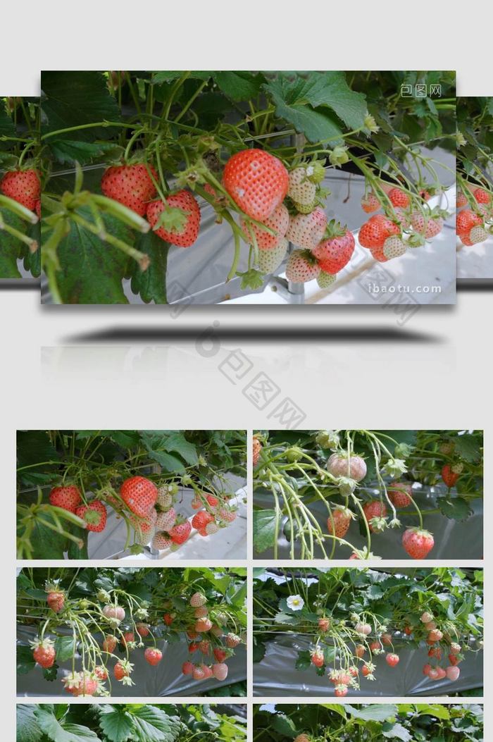 大棚种植牛奶草莓特写4K实拍