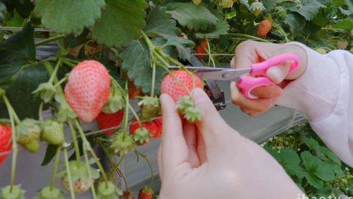 牛奶草莓摘草莓草莓特写4K实拍