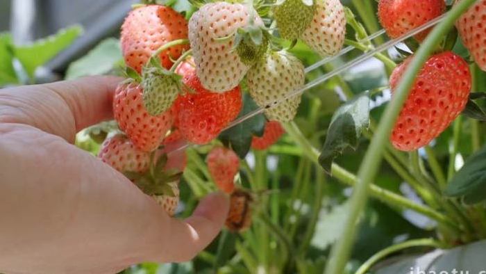 摘草莓饱满诱人的草莓草莓园实拍