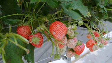 大棚种植牛奶草莓特写4K实拍