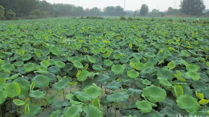 荷塘大片荷叶夏季风景4K航拍