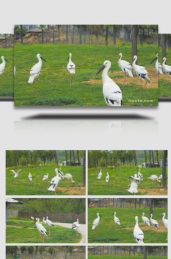 自然保护区鸟类白鹤4K实拍图片