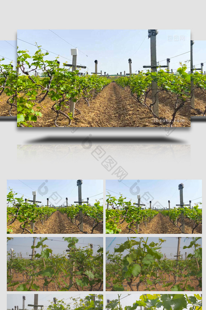 葡萄园葡萄未成熟的葡萄4K实拍