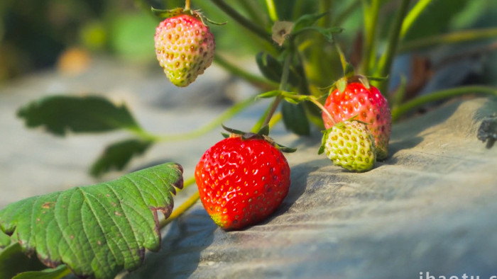 草莓园草莓成熟奶油草莓4K实拍