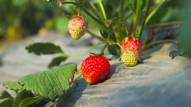 草莓园草莓成熟奶油草莓4K实拍