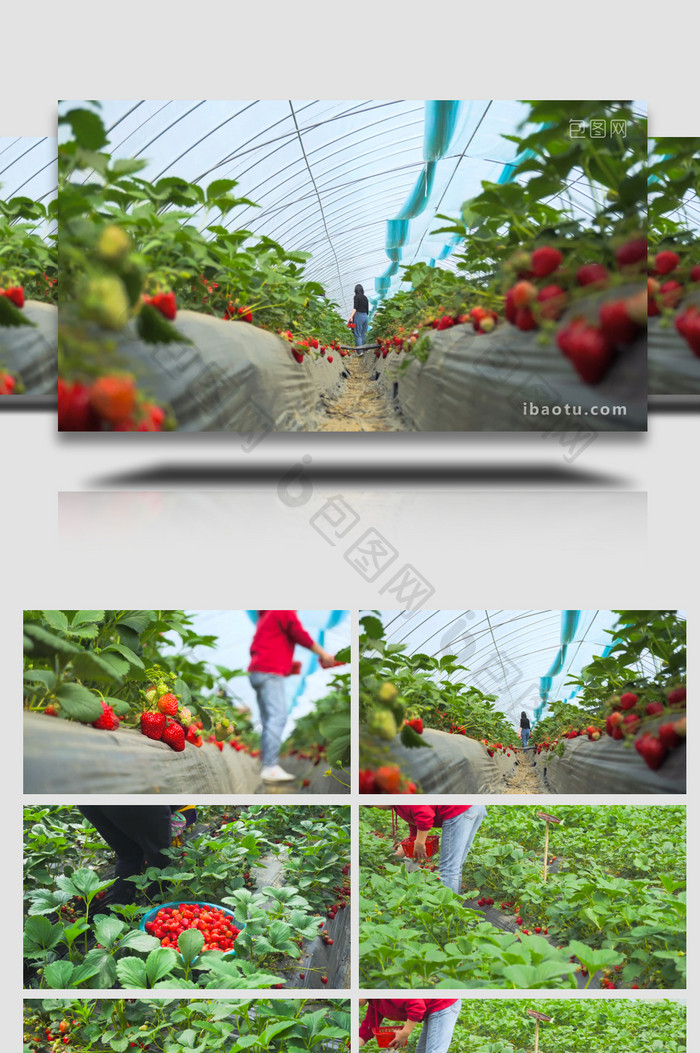 草莓园草莓成熟采草莓4K实拍