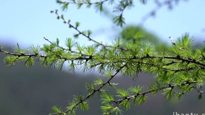 夏季绿色植物发芽空镜意境实拍