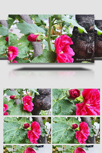 盆栽鲜花花卉重瓣锦葵4K实拍图片
