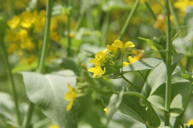 春天油菜花风景照片