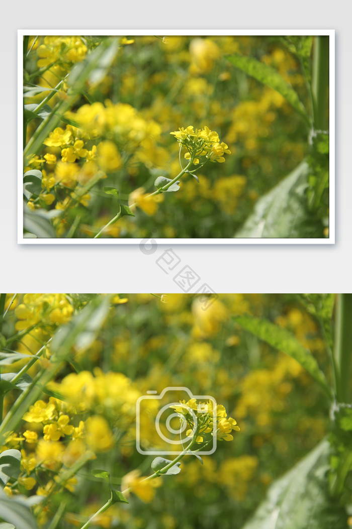 春天油菜花风景花卉小蜜蜂图片-包图网