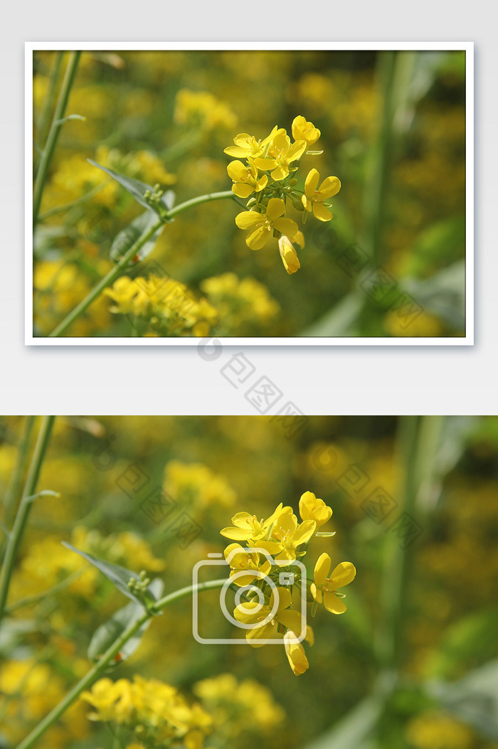 春天油菜花风景花朵特写图片图片