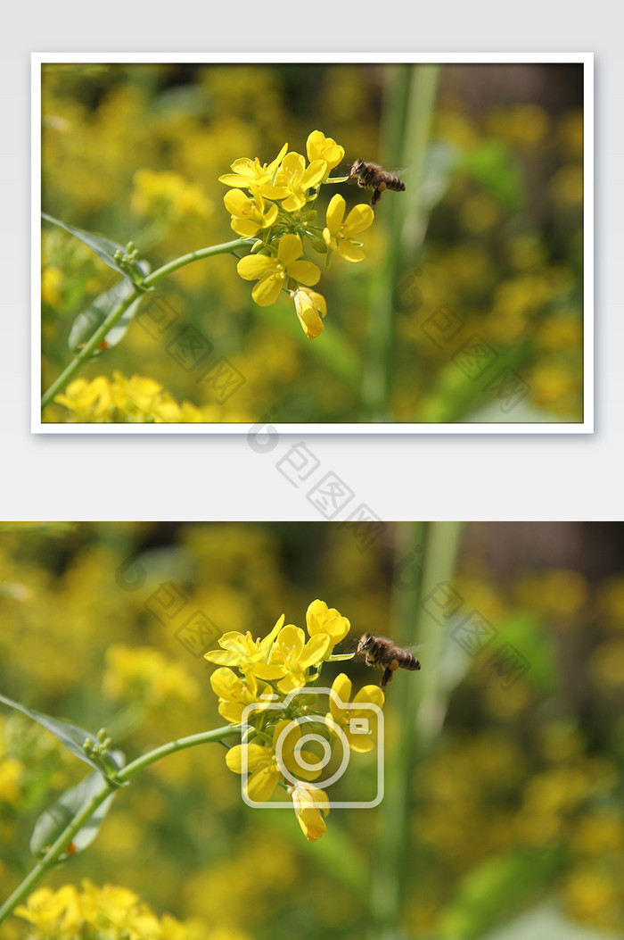 春天油菜花风景花卉小蜜蜂图片图片