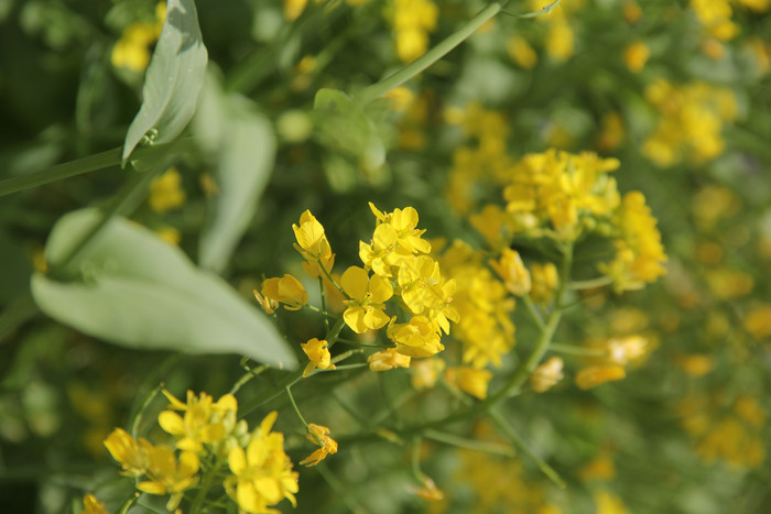 春天黄色的油菜花花朵图片