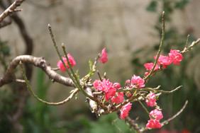 春天碧桃千叶桃花树枝照片