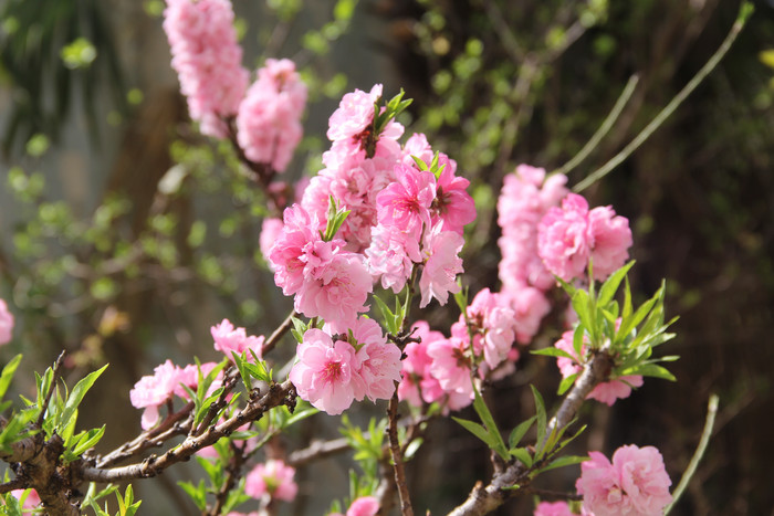 春天粉色桃花照片图片