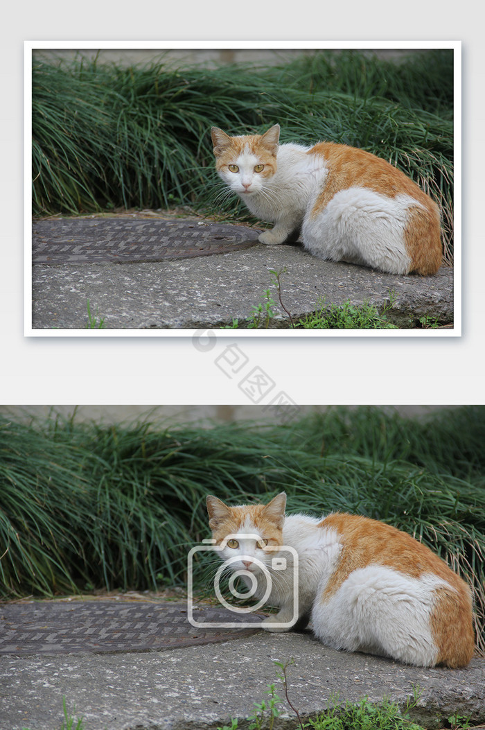 小区的流浪猫橘猫图片图片