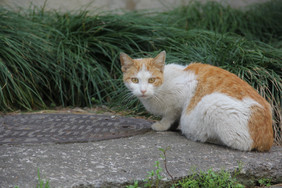 小区的流浪猫橘猫