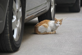 小区车子底下的流浪猫