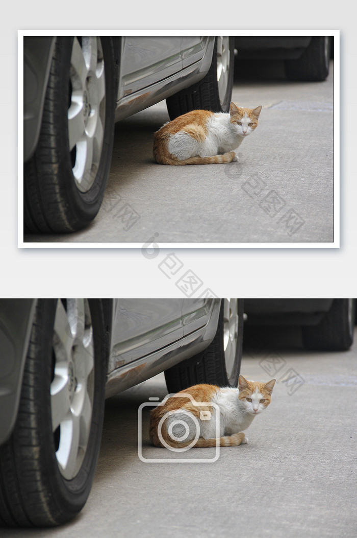 小区车子底下的流浪猫