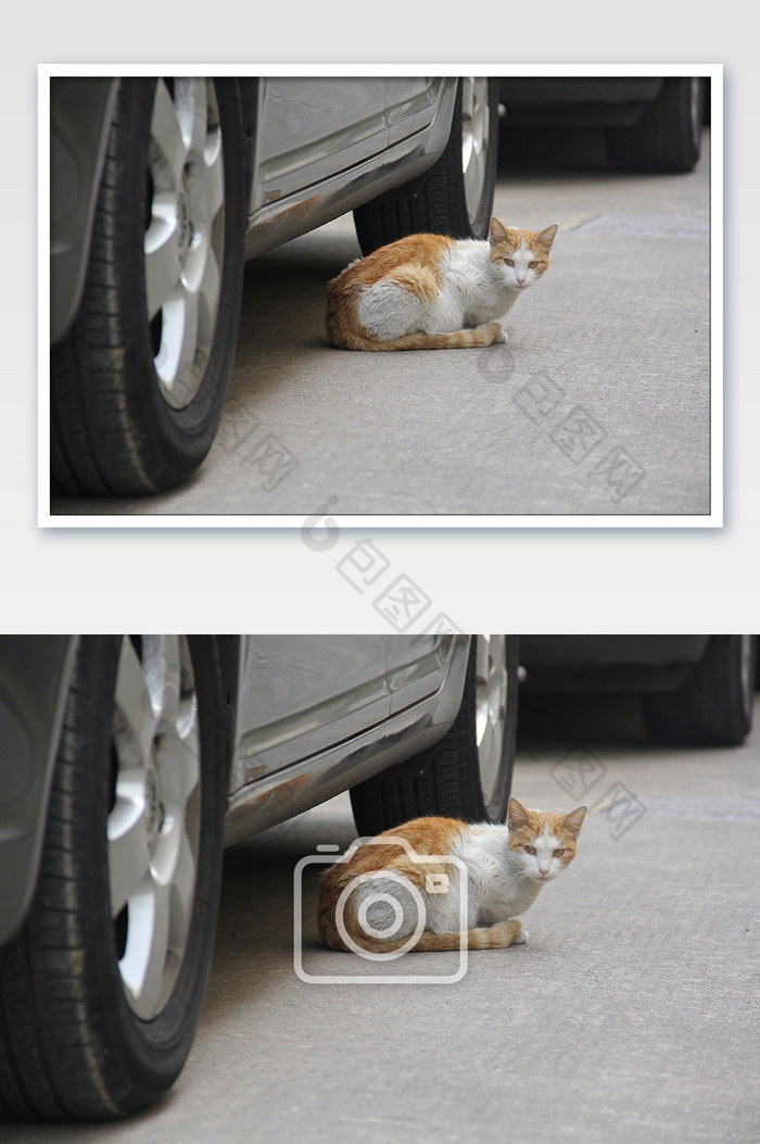 小区车子底下的流浪猫图片图片