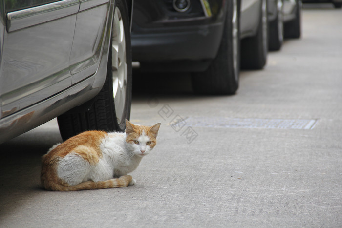 小区里的流浪猫在车子底下图片