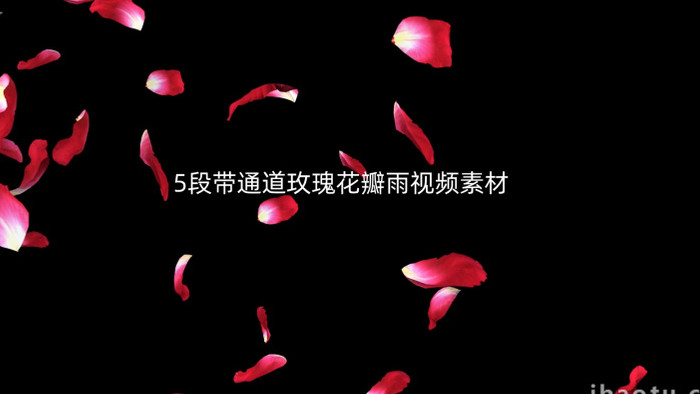 5段透明通道玫瑰花瓣雨视频素材