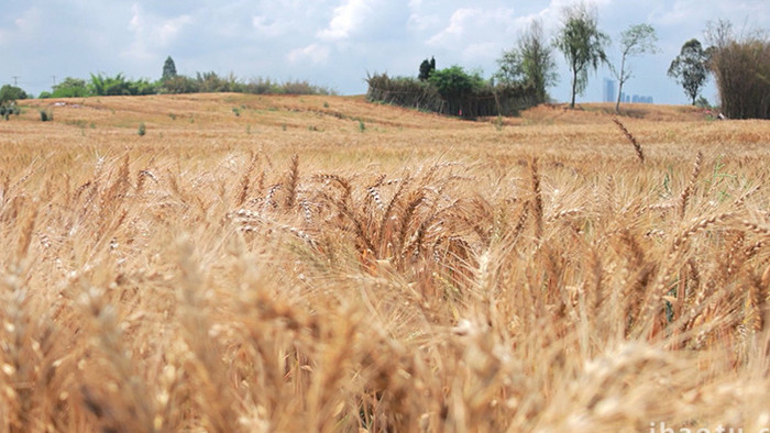 自然农业农田成熟的麦子4K实拍