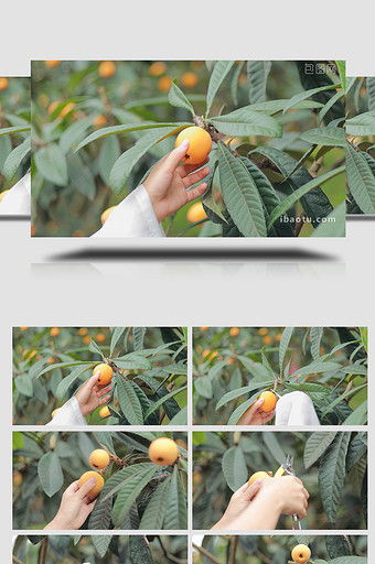 农业农作物枇杷园采摘枇杷4K实拍图片