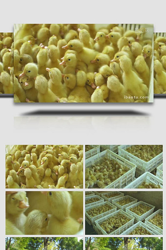 乡村动物养殖业可爱小黄鸭实拍图片