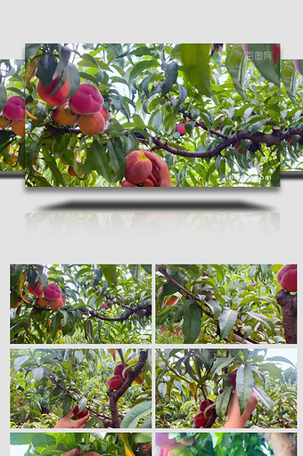 桃子采摘成熟的桃子果园4K实拍图片