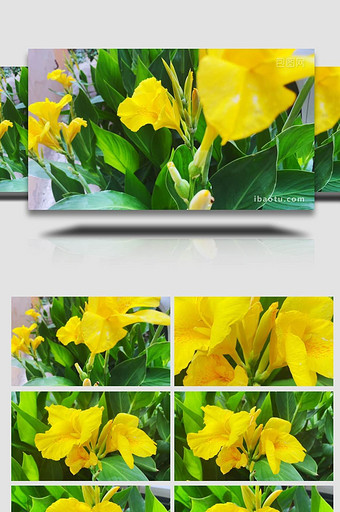 黄色美人蕉鲜花绿植特写4K实拍图片