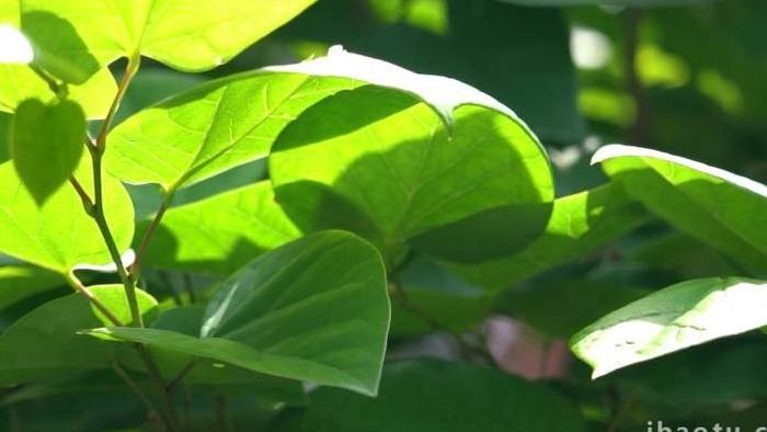 治愈初夏绿植透光空镜实拍视频