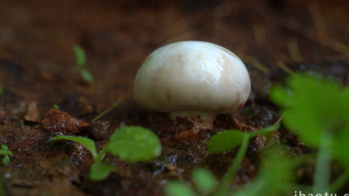 唯美雨中的蘑菇实拍