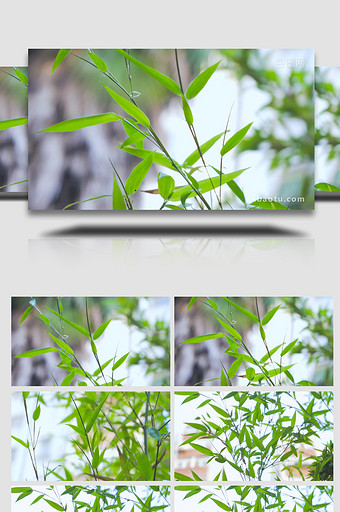 竹子夏季风景竹叶茂密4K实拍图片