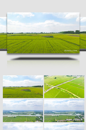 美丽乡村农业农田麦田4K航拍图片