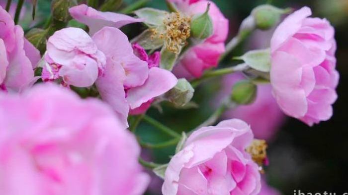 盛开的月季粉色月季花朵4K实拍