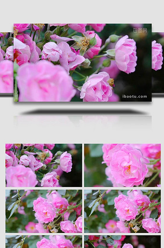 盛开的月季粉色月季花朵4K实拍图片