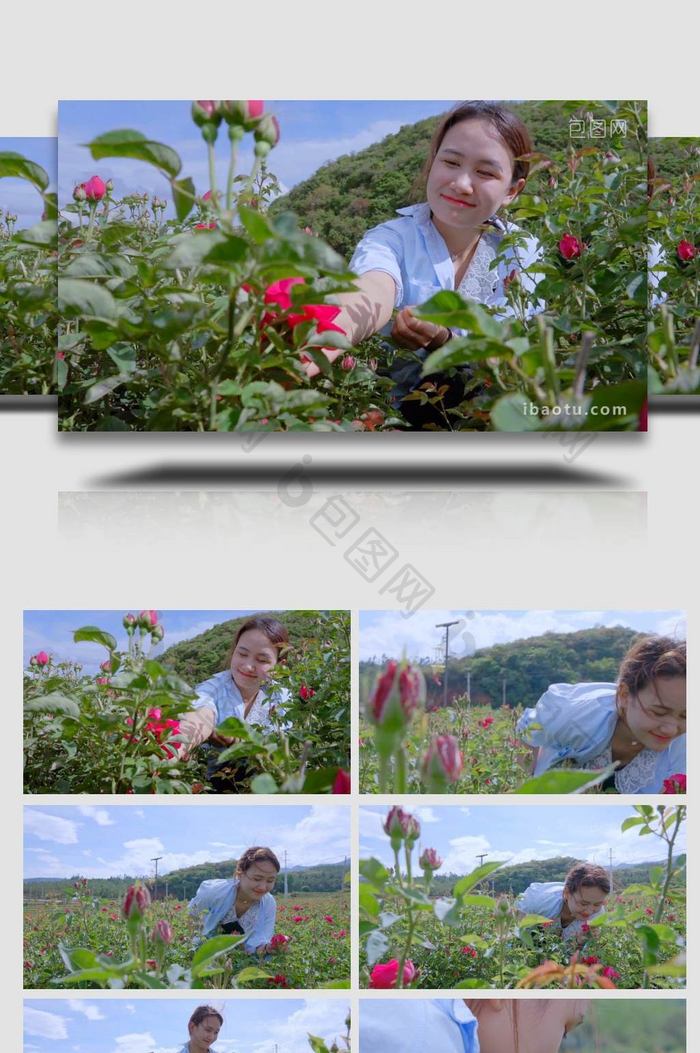 采摘玫瑰的女孩玫瑰种植4K实拍