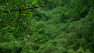 翠绿简约竹子雨天空镜意境实拍