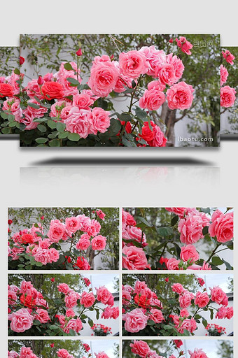 繁花盛开月季粉色月季4K实拍图片
