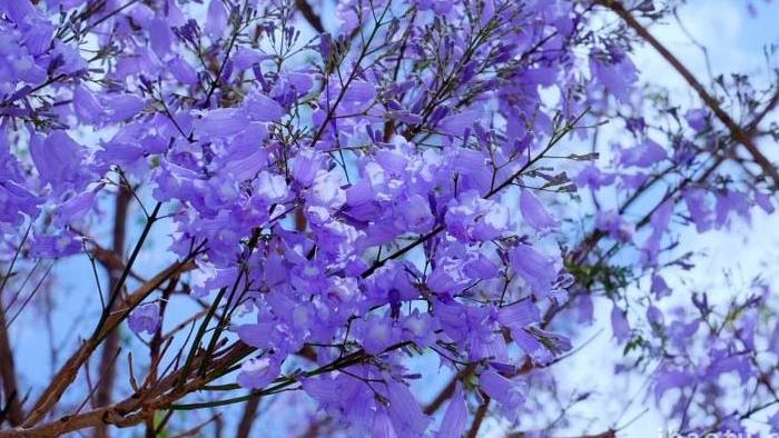 盛开的紫色蓝花楹特写4K实拍